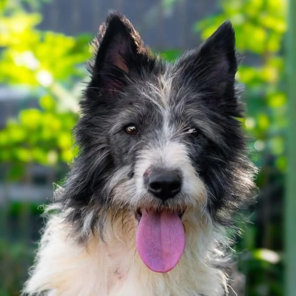 Trixie, Mixed Breed for adoption at Tierschutzverein Europa, München