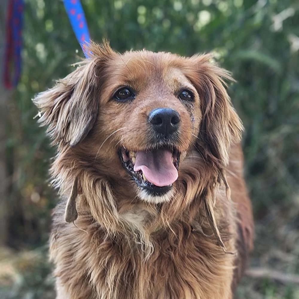 Trudy, Mixed Breed for adoption at Tierschutzverein Europa, München