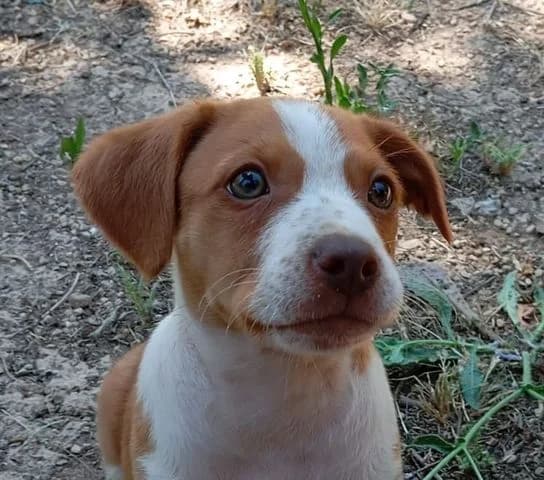 Tuca, puppy Mixed Breed for adoption at Tierschutzverein Europa, München