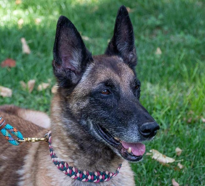 Tuca, Mixed Breed for adoption at Tierschutzverein Europa, München
