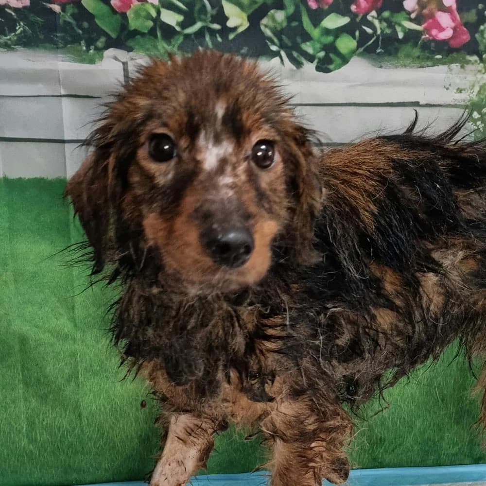Tucker, senior Mixed Breed for adoption at Tierschutzverein Europa, München