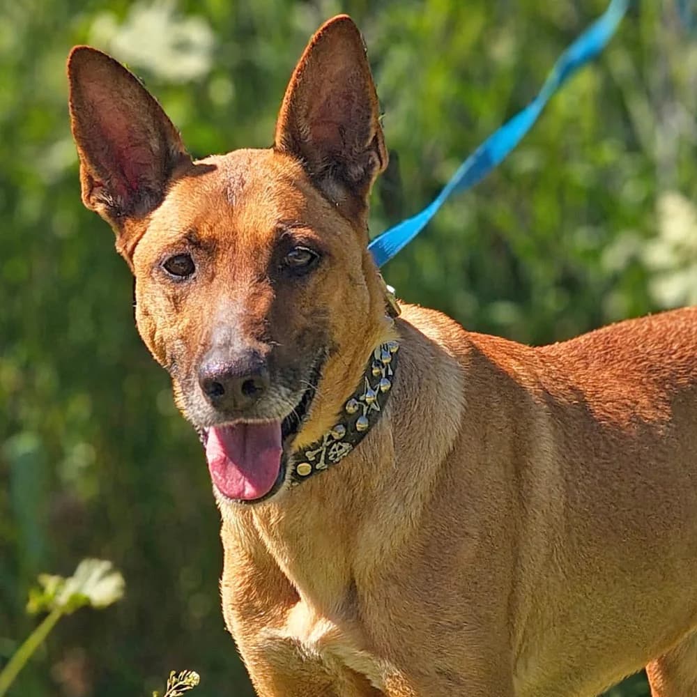 Tula, senior Mixed Breed for adoption at Tierschutzverein Europa, München