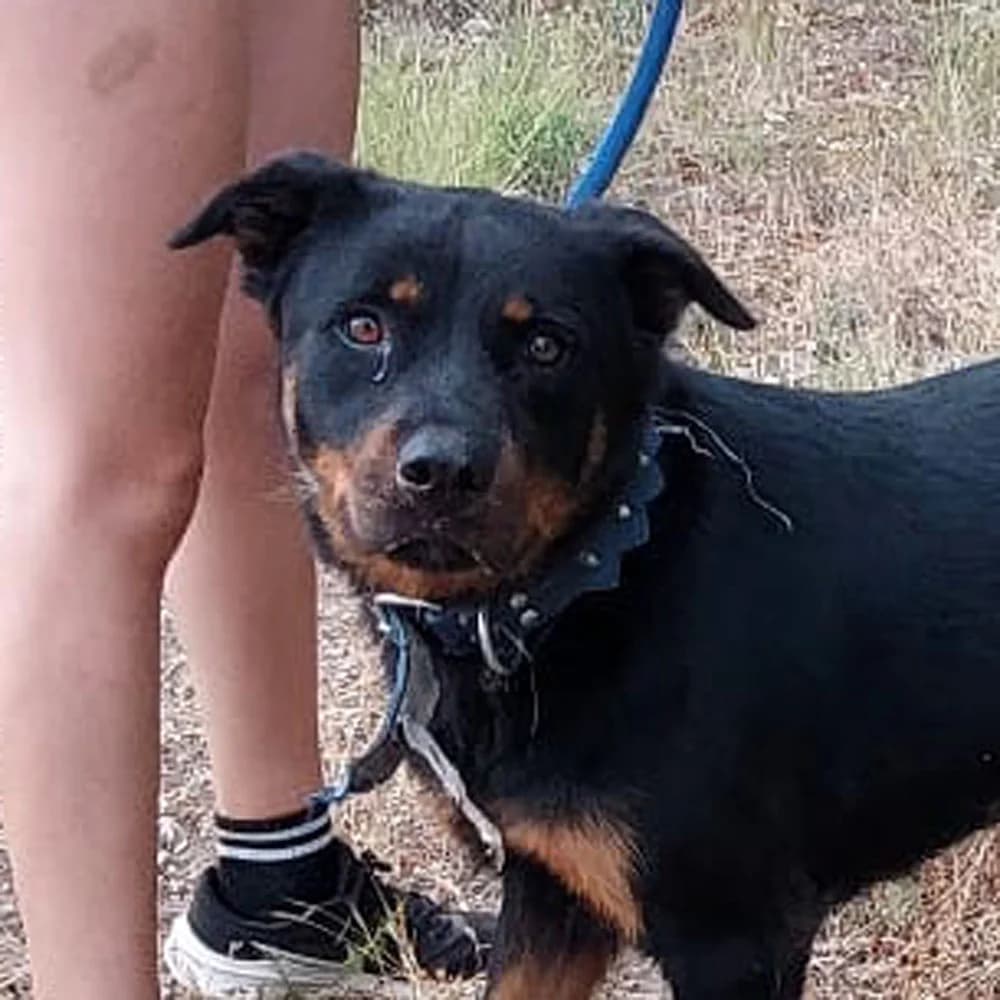 Tura, Mixed Breed for adoption at Tierschutzverein Europa, München