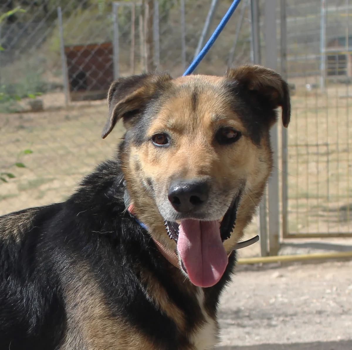 Tutti, German Shepherd for adoption at Tierschutzverein Europa, München