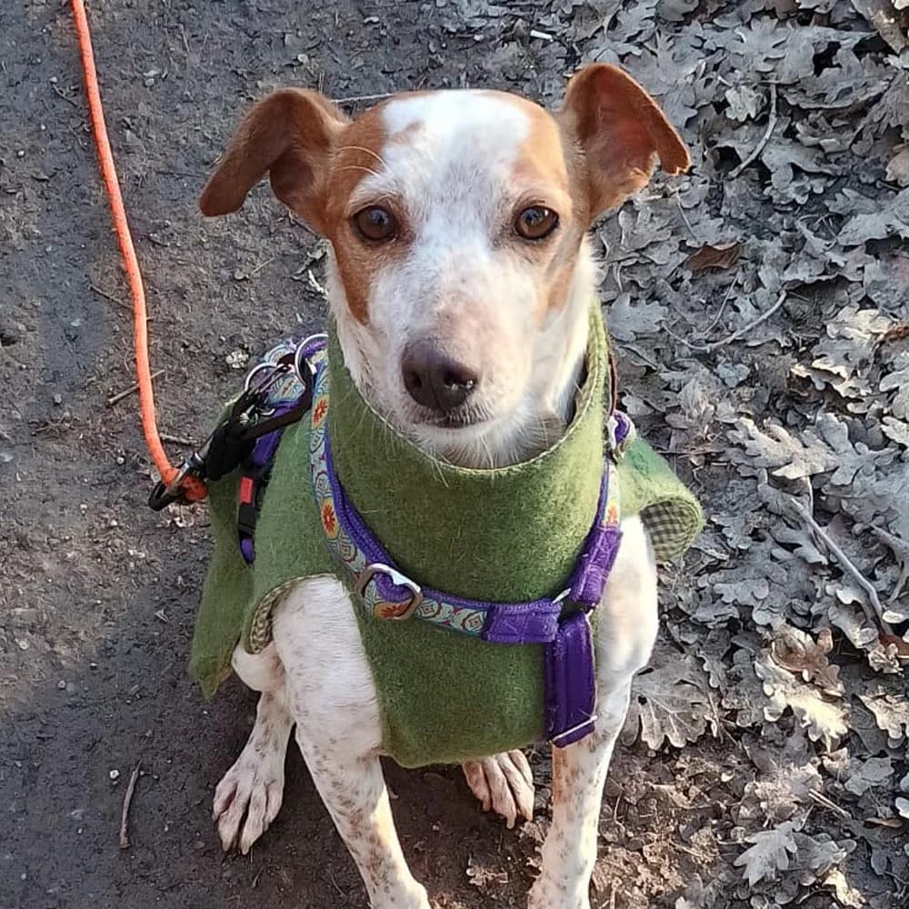 Tutu, senior Mixed Breed for adoption at Tierschutzverein Europa, München