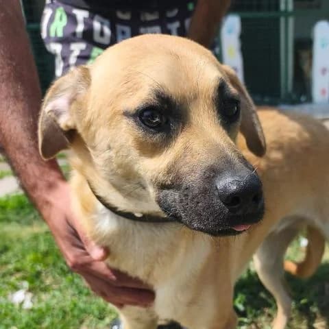 Uma, young Mixed Breed for adoption at Tierschutzverein Europa, München