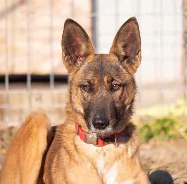 Umbra, Mixed Breed for adoption at Tierschutzverein Europa, Germany