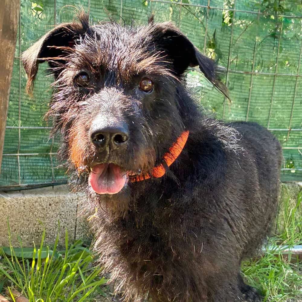 Umbra, young Mixed Breed for adoption at Tierschutzverein Europa, München
