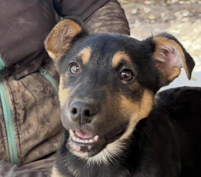 Valentino, Mixed Breed for adoption at Tierschutzverein Europa, Germany