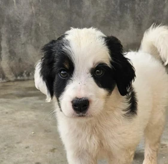 Valkiria, puppy Mixed Breed for adoption at Tierschutzverein Europa, München