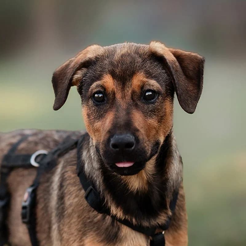 Vanda, puppy Mixed Breed for adoption at Tierschutzverein Europa, München