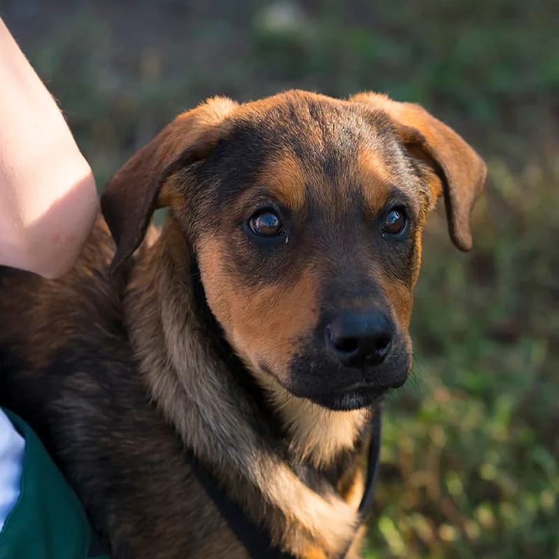 Vanessa, puppy Mixed Breed for adoption at Tierschutzverein Europa, München