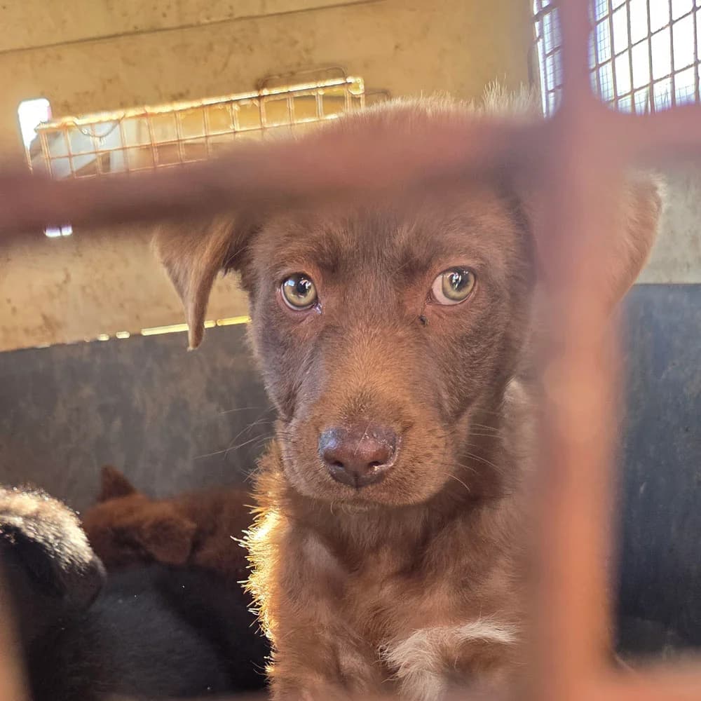 Vareo, puppy Mixed Breed for adoption at Tierschutzverein Europa, München
