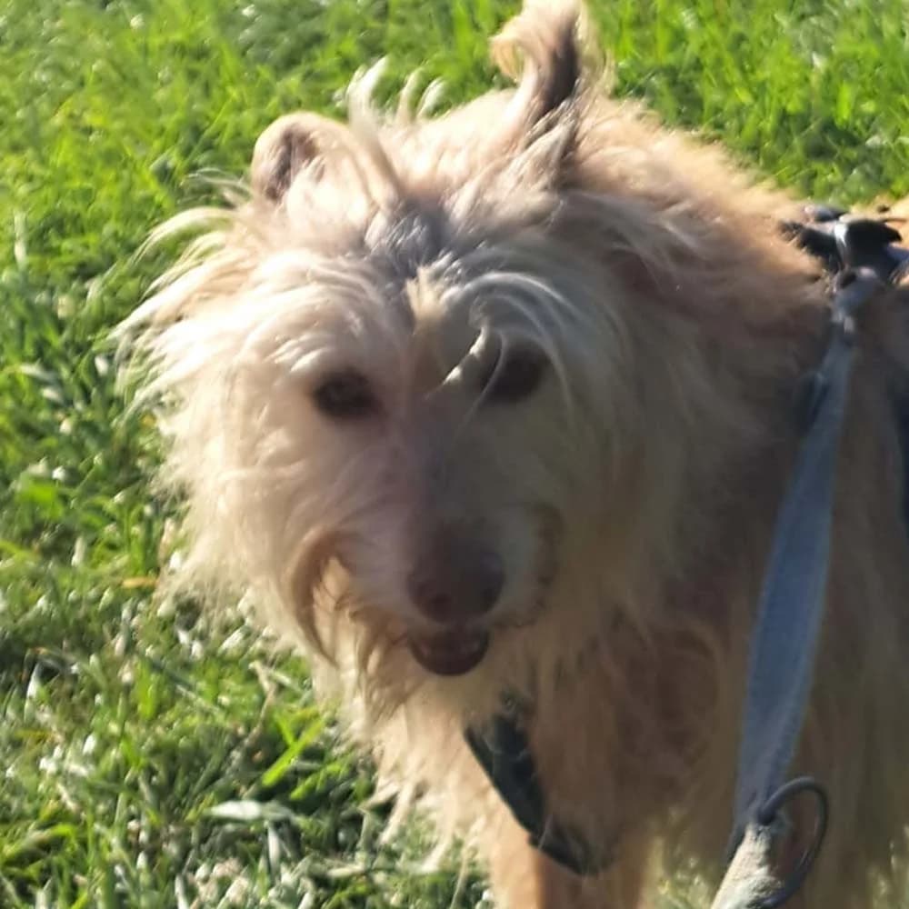 Vera (Gnadenplatz), Mixed Breed for adoption at Tierschutzverein Europa, Germany