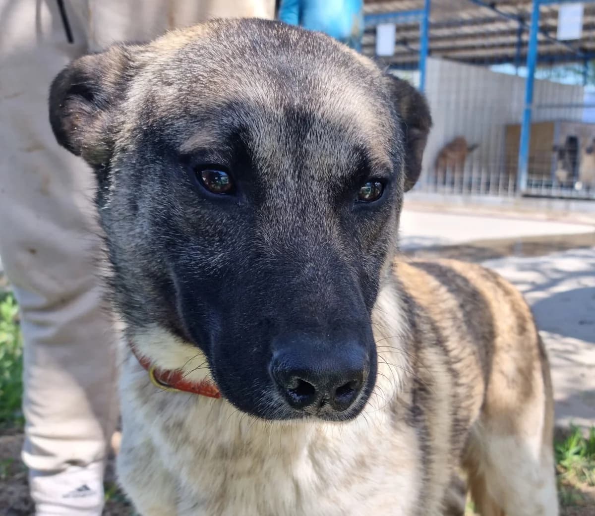 Vincent, Mixed Breed for adoption at Tierschutzverein Europa, München