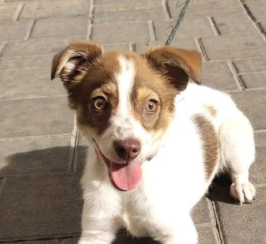 Violeta, puppy Mixed Breed for adoption at Tierschutzverein Europa, München