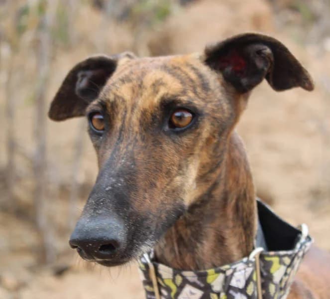 Violeta, Mixed Breed for adoption at Tierschutzverein Europa, Germany