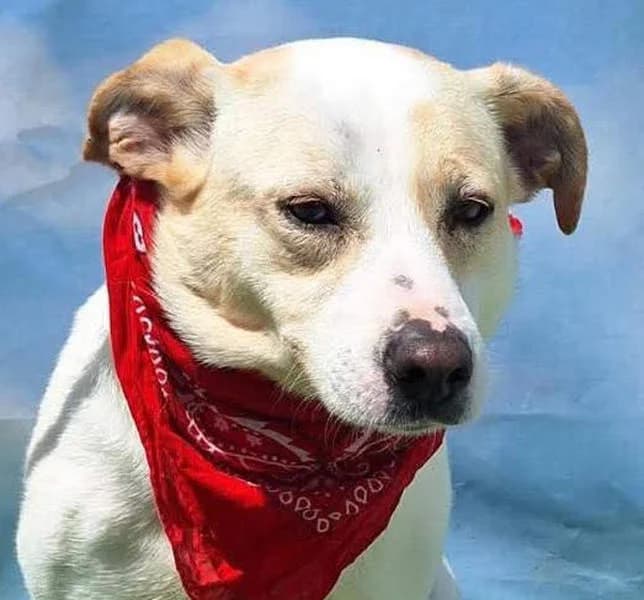 Violetta, senior Mixed Breed for adoption at Tierschutzverein Europa, München