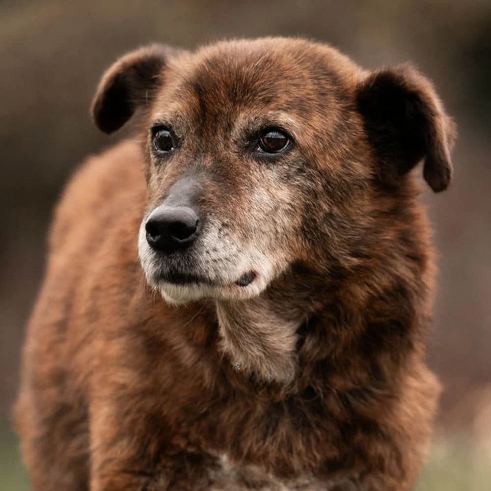 Whiskey (Gnadenplatz), Mixed Breed for adoption at Tierschutzverein Europa, München