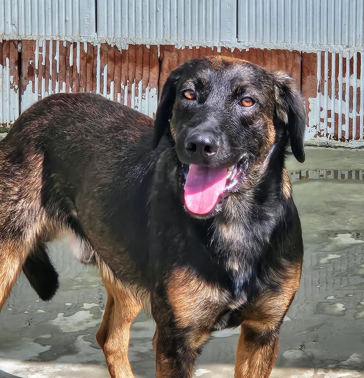 Wifi, Mixed Breed for adoption at Tierschutzverein Europa, München