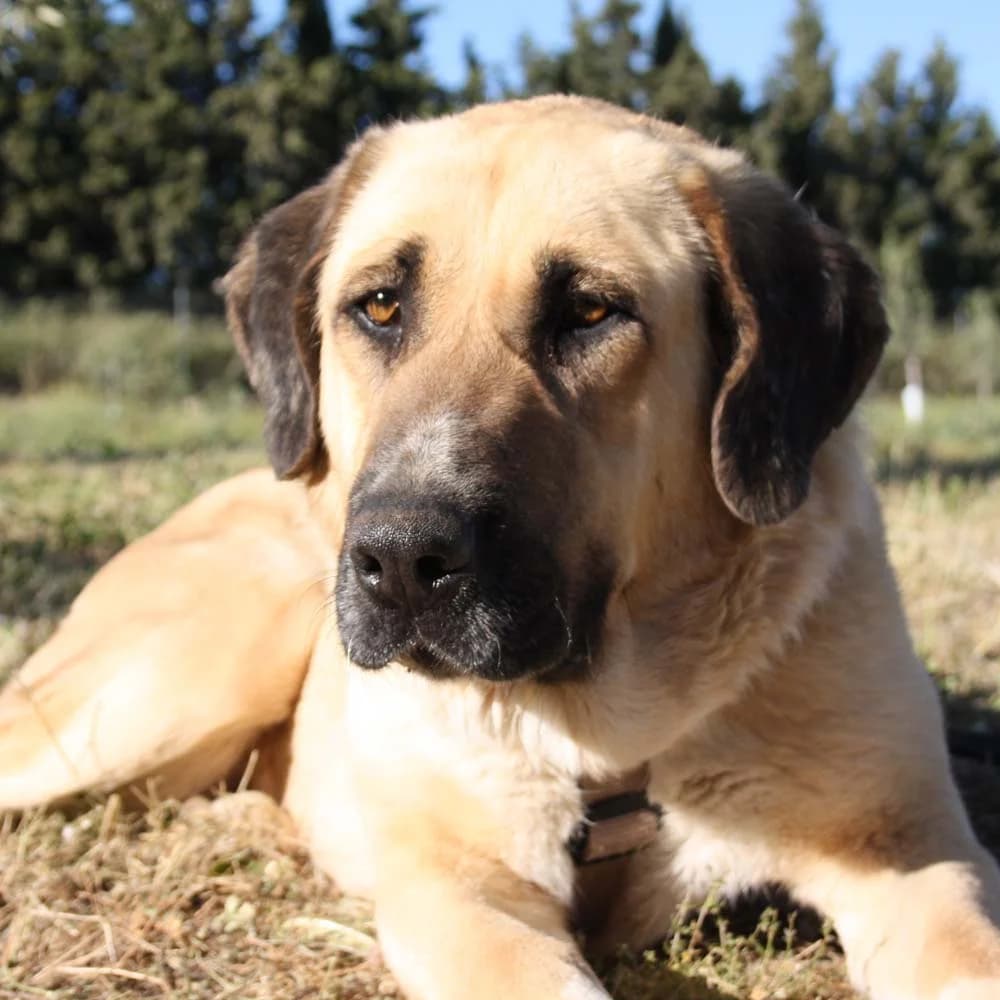 Wika, Mixed Breed for adoption at Tierschutzverein Europa, Germany