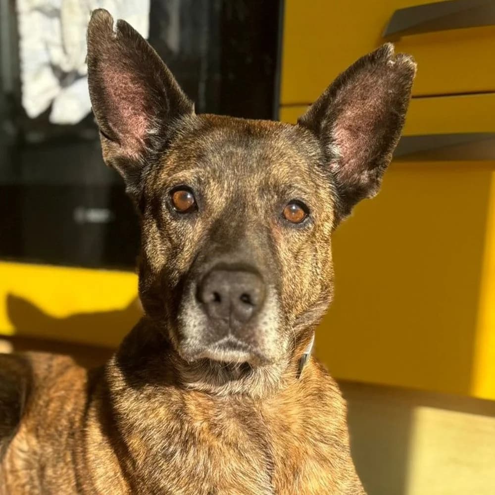 Xena, Mixed Breed for adoption at Tierschutzverein Europa, Germany