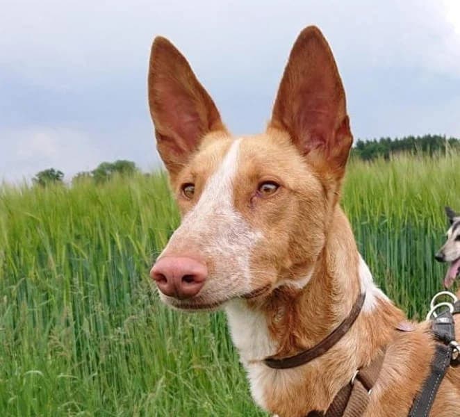 Xenon, Mixed Breed for adoption at Tierschutzverein Europa, Germany