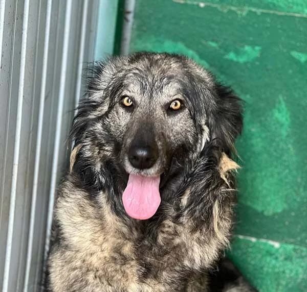 Yara, Mixed Breed for adoption at Tierschutzverein Europa, München