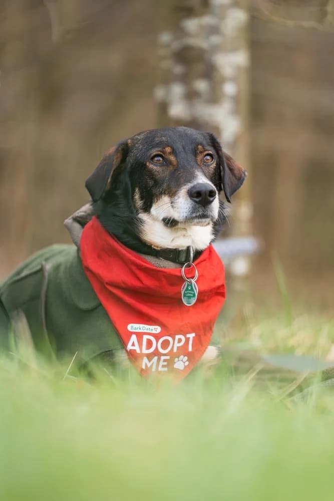 Yin (jetzt Enie), Mixed Breed for adoption at Tierschutzverein Europa, Germany
