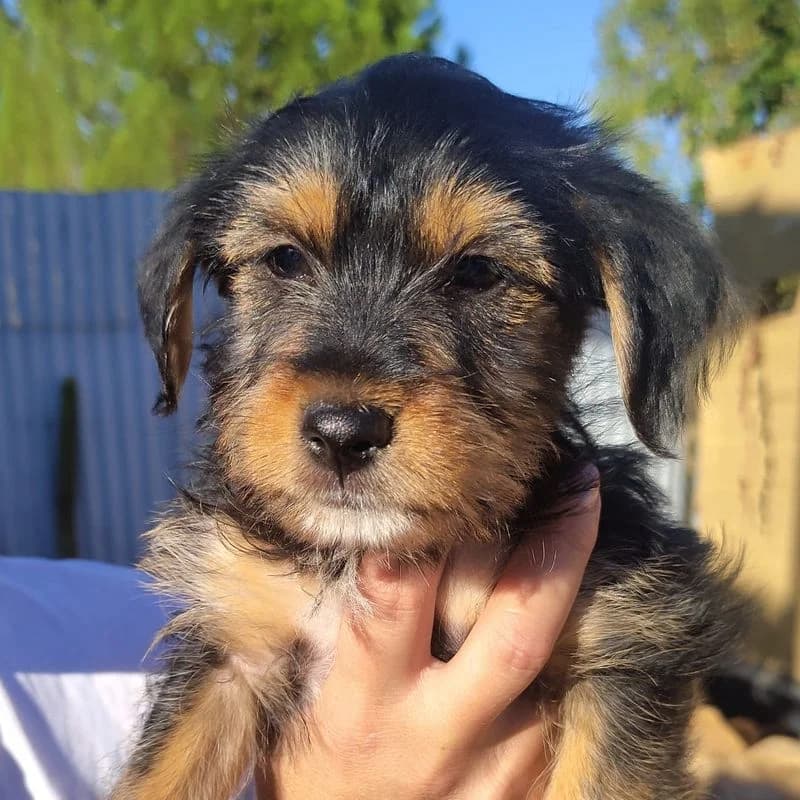Yuca, puppy Mixed Breed for adoption at Tierschutzverein Europa, München