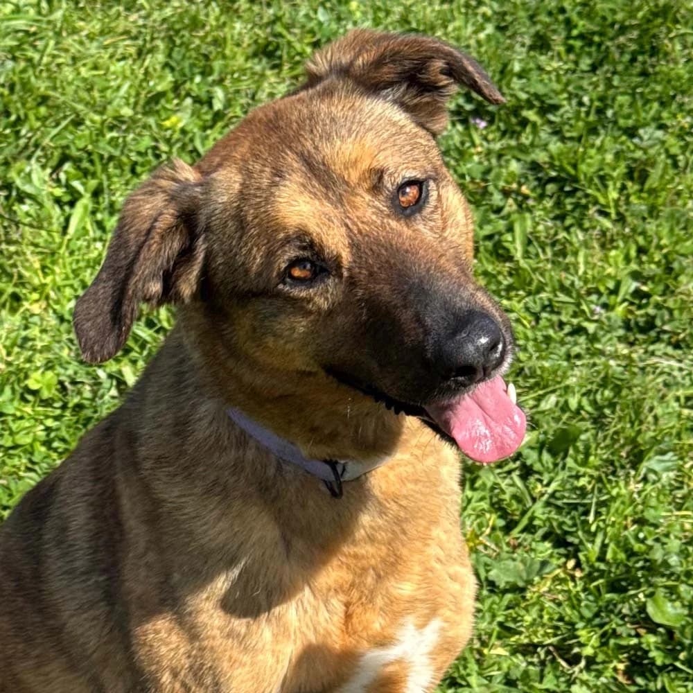 Zara, Mixed Breed for adoption at Tierschutzverein Europa, Germany