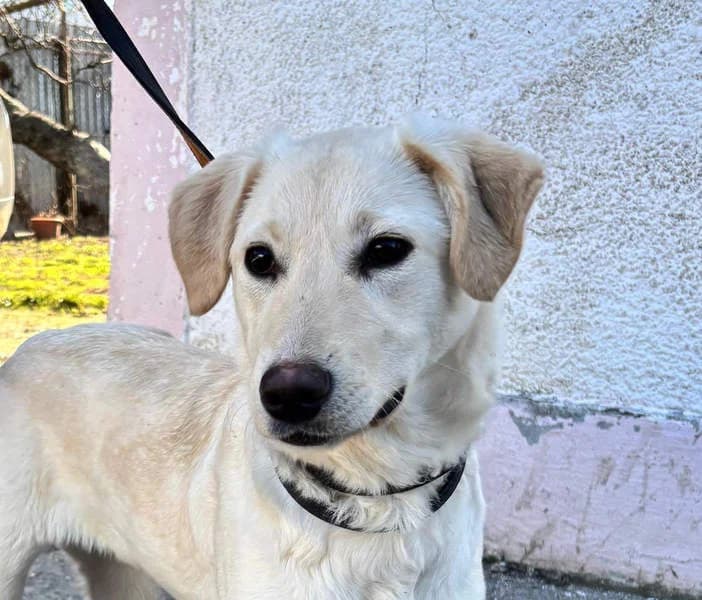 Zara, Mixed Breed for adoption at Tierschutzverein Europa, Germany