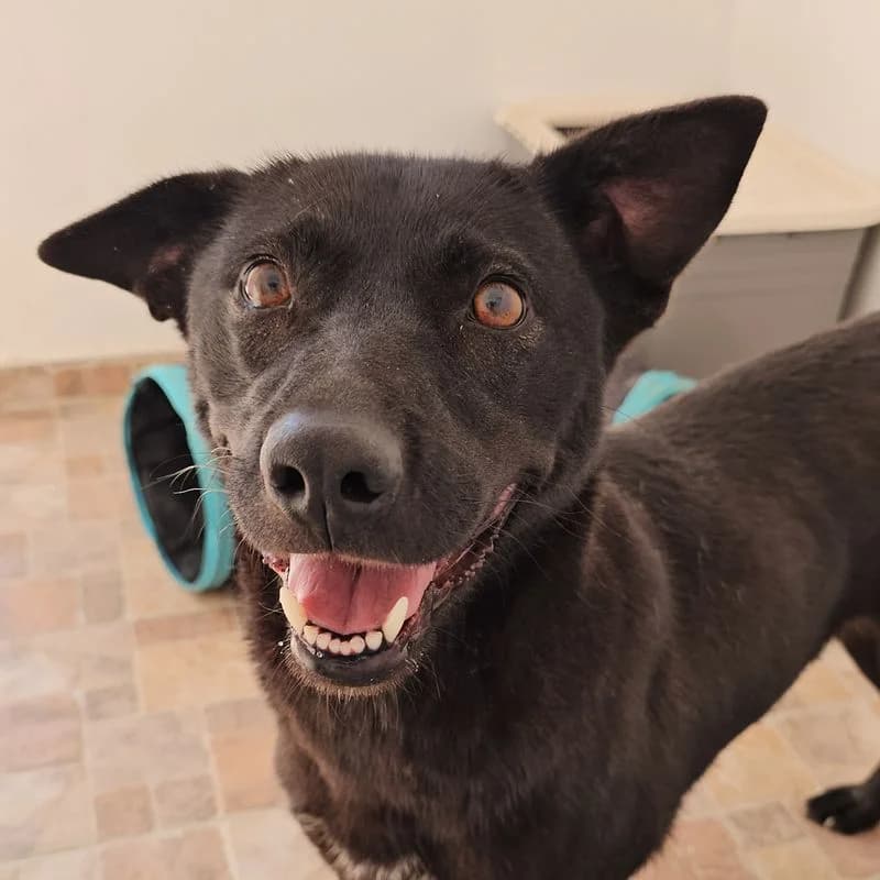 Zara, young Mixed Breed for adoption at Tierschutzverein Europa, München