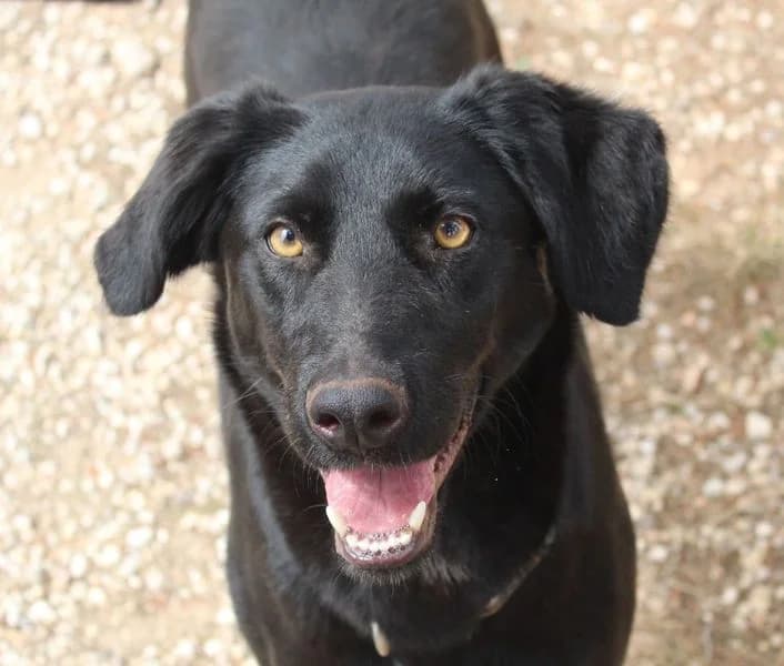 Zara, Mixed Breed for adoption at Tierschutzverein Europa, München