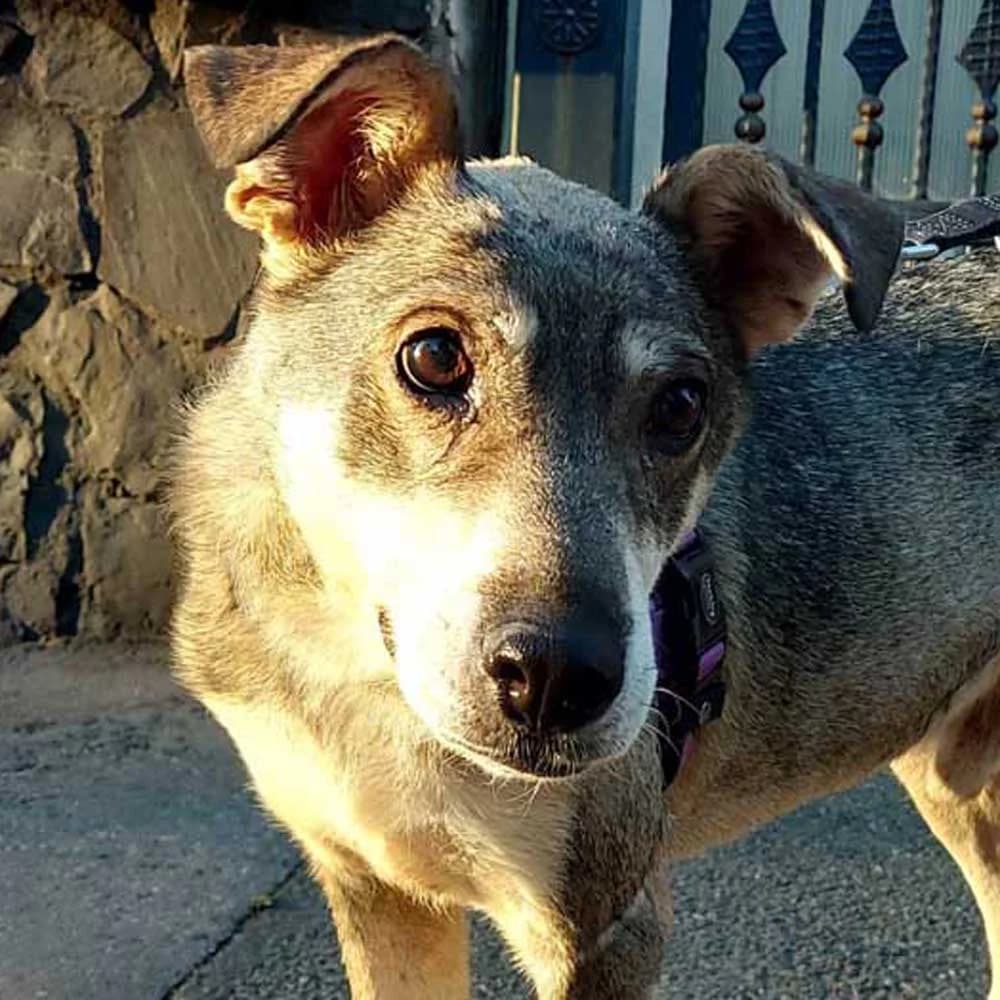 Zeus, Mixed Breed for adoption at Tierschutzverein Europa, München