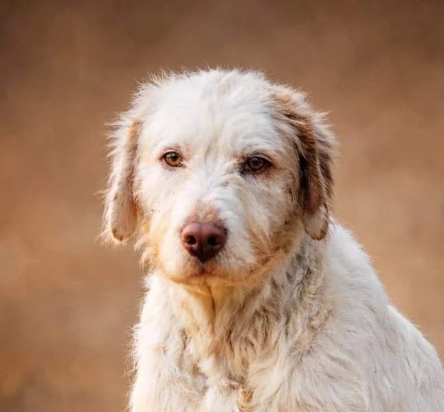 Zeus, Mixed Breed for adoption at Tierschutzverein Europa, Germany