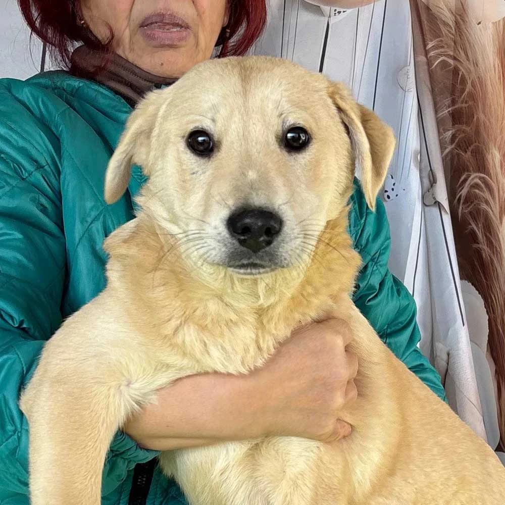 Zoe, Mixed Breed for adoption at Tierschutzverein Europa, Germany