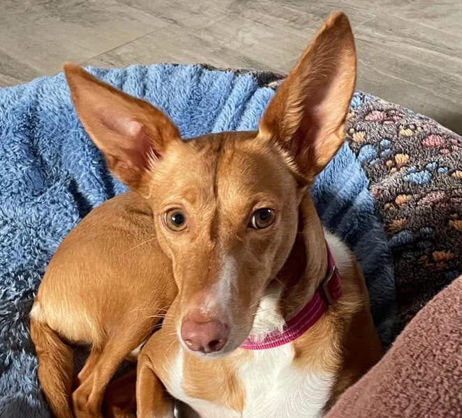 Zoey, Mixed Breed for adoption at Tierschutzverein Europa, Germany