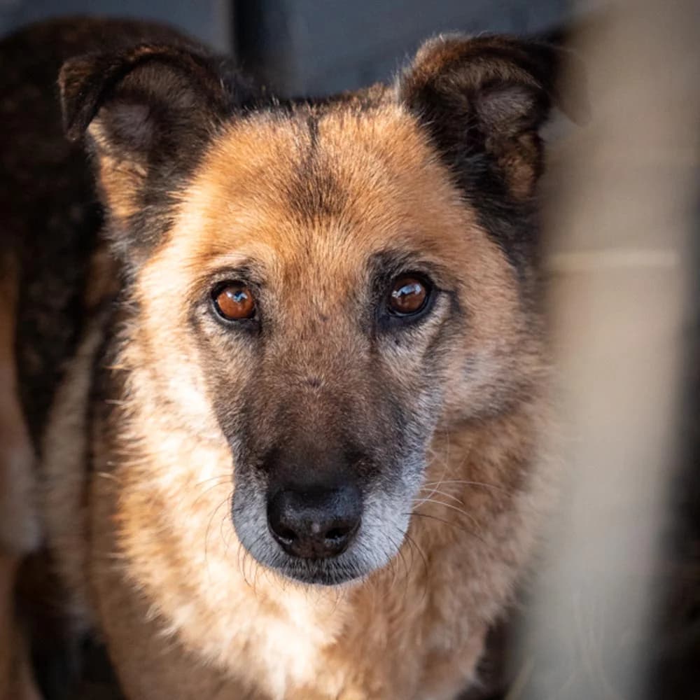 Zoppa, Mixed Breed for adoption at Tierschutzverein Europa, München