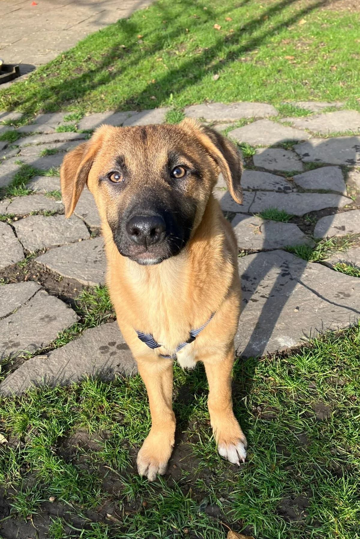 Zorro, weiß puppy Mixed Breed for adoption at Tierschutzverein Europa, München