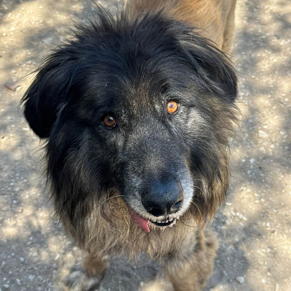 Zouk, Mixed Breed for adoption at Tierschutzverein Europa, München