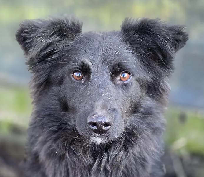 Zulu, Mixed Breed for adoption at Tierschutzverein Europa, München