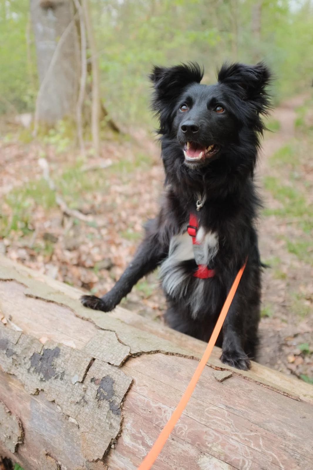 Zulu, Mixed Breed for adoption at Tierschutzverein Europa, München