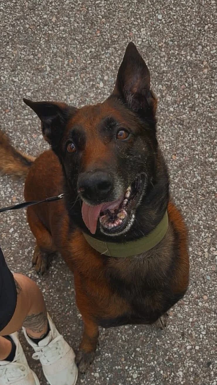 Jay, 7yo Belgian Malinois for adoption at Kreistierheim Freudenstadt