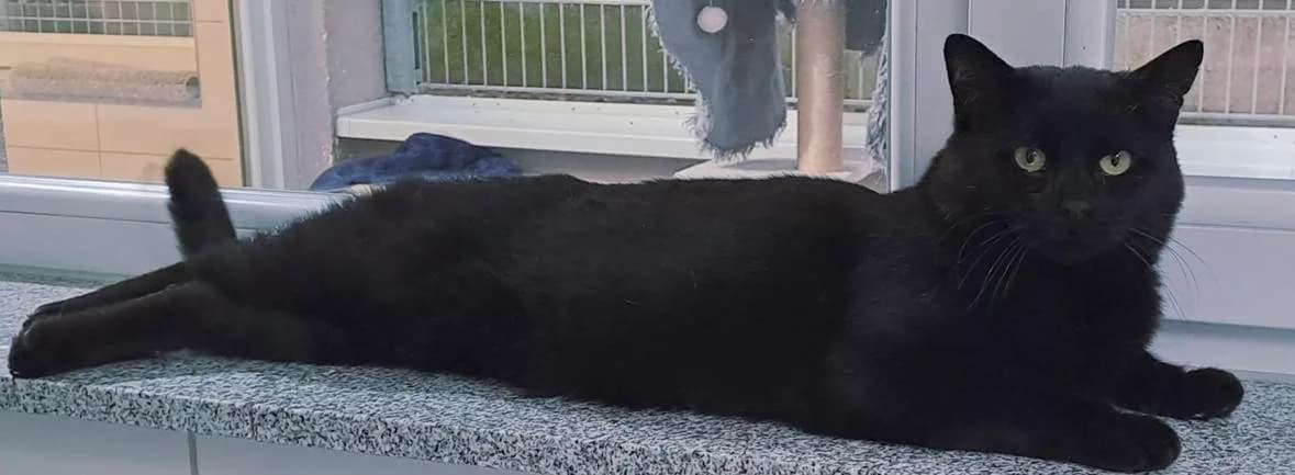 Lucius, male 3yo Mixed Breed for adoption at Kreistierheim Freudenstadt