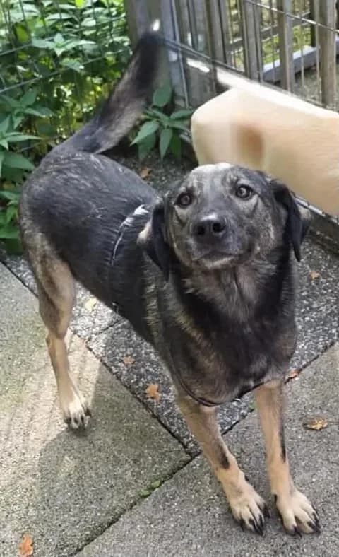 Mandra, female Mixed Breed for adoption at Kreistierheim Freudenstadt