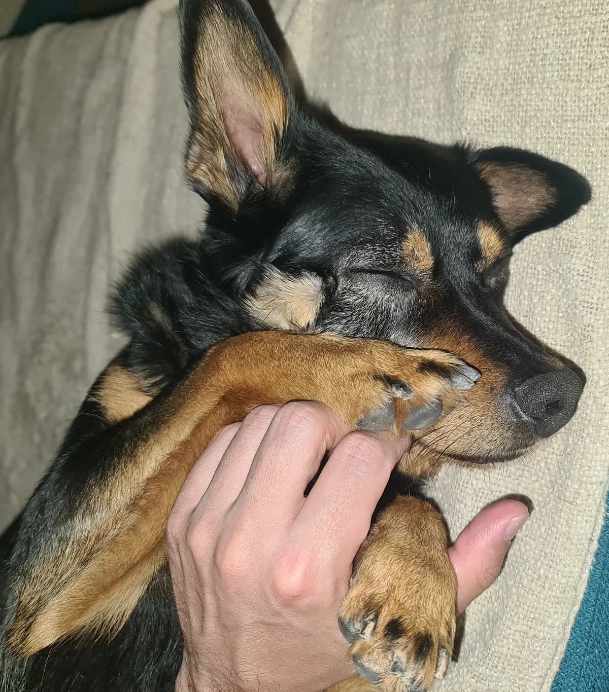 Vermittlungshilfe Balou, puppy mixed breed for adoption at Kreistierheim Freudenstadt