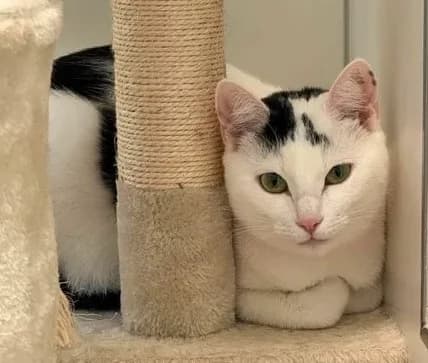 Anna, female Mixed Breed for adoption at Kreistierheim Freudenstadt