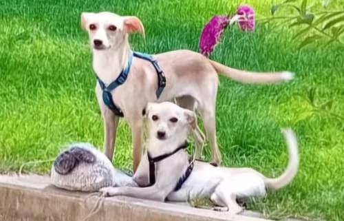 Emmi & Rosi, female 3yo Mixed Breed for adoption at Tierschutzverein Feuchtwangen, Feuchtwangen