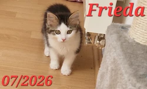 Frieda, Mixed Breed for adoption at Tierschutzverein Feuchtwangen, Feuchtwangen